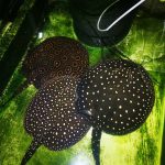 Fresh Water Stingrays