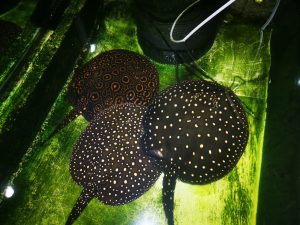 Fresh Water Stingrays