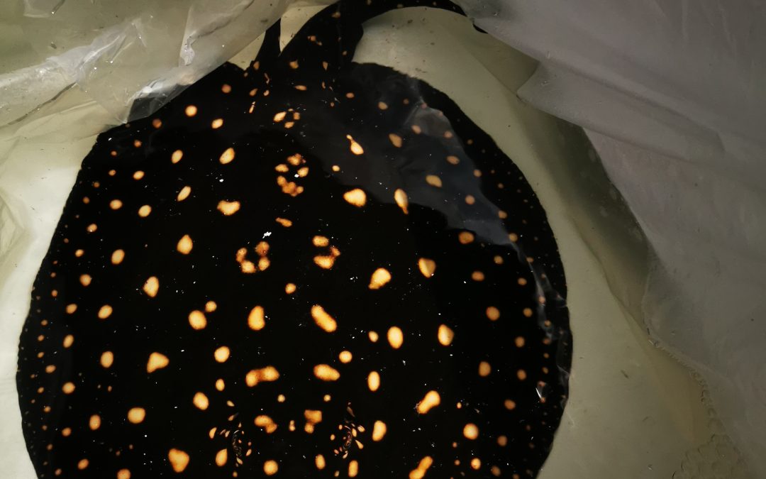 Fresh Water Stingrays